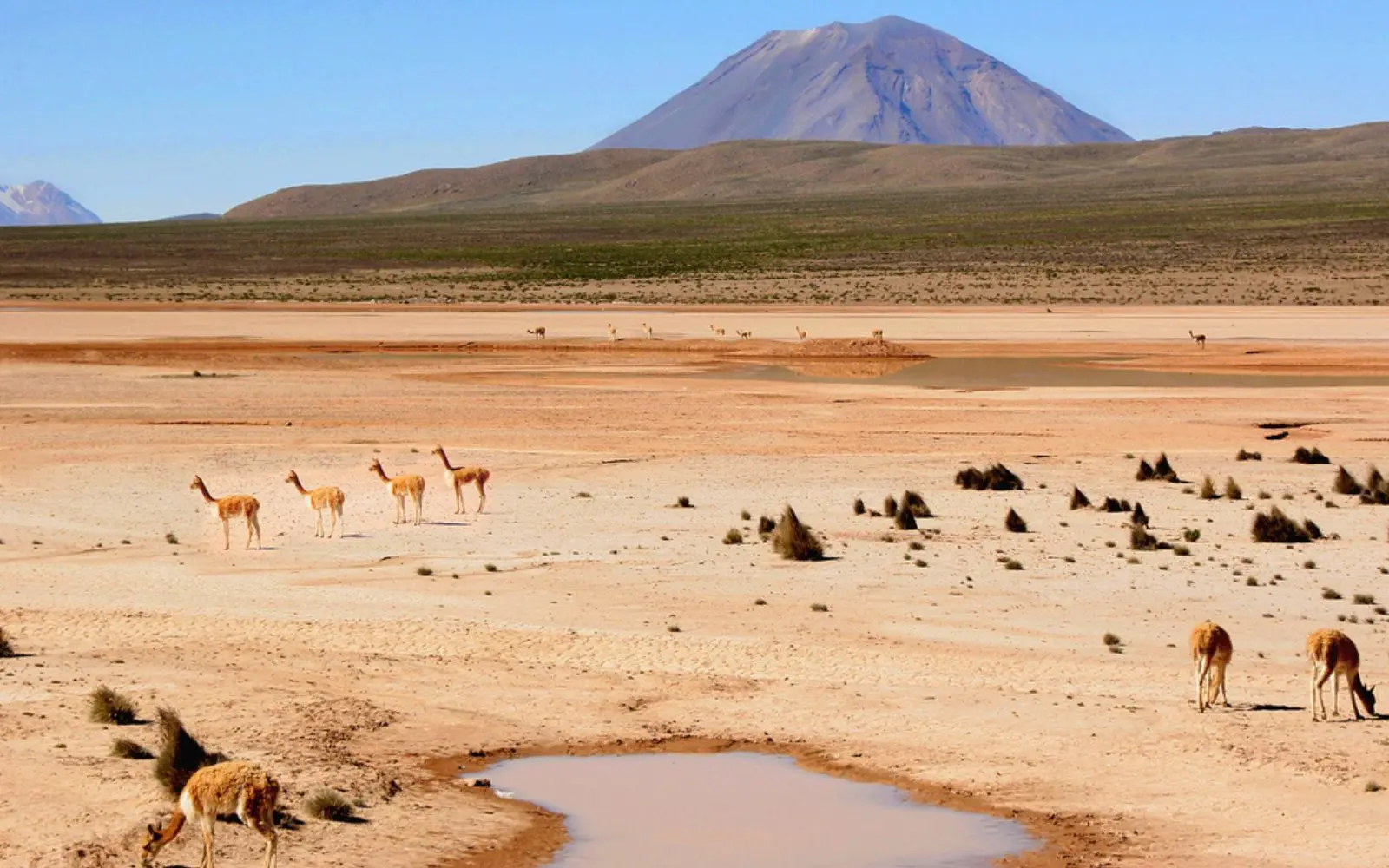 Vicuñas en la pampa con montañas al fondo