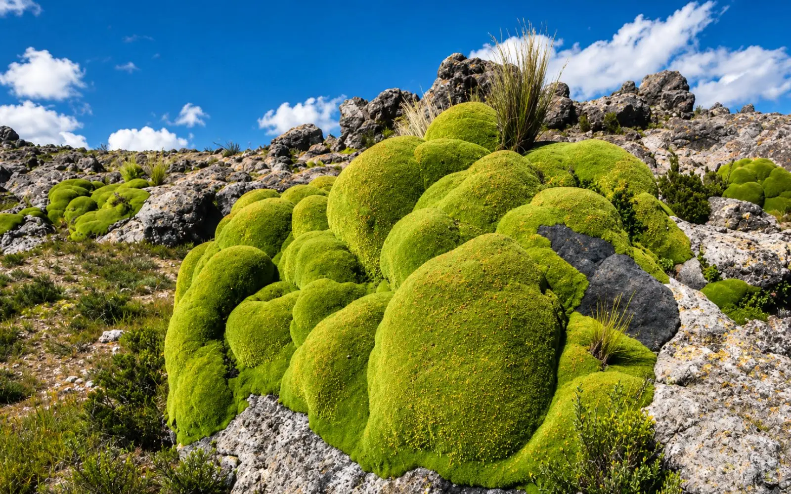 Vegetación de altura entre rocas en Patapampa