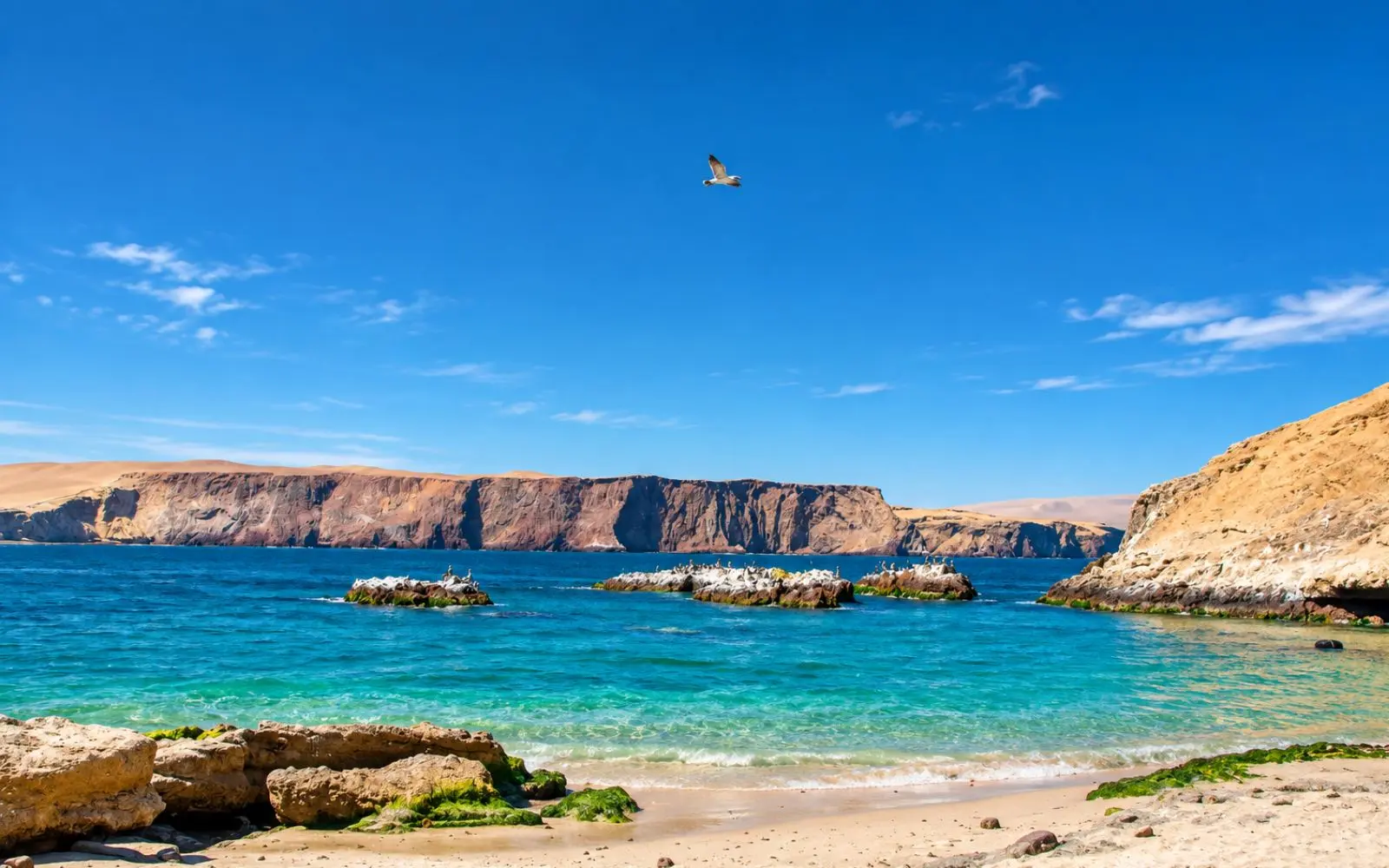 Costa de Paracas con agua turquesa, acantilados y aves marinas